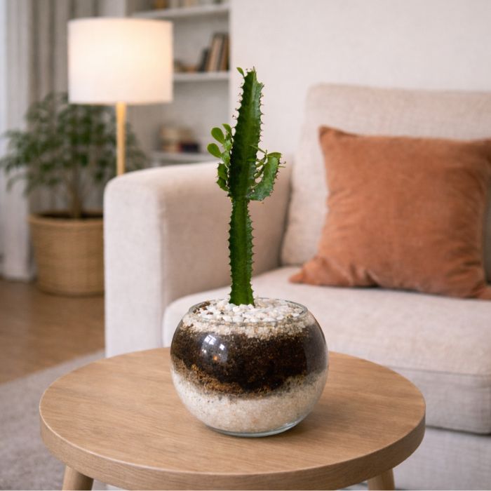 Cactus africano (Euphorbia trigona) en terrario 🌵