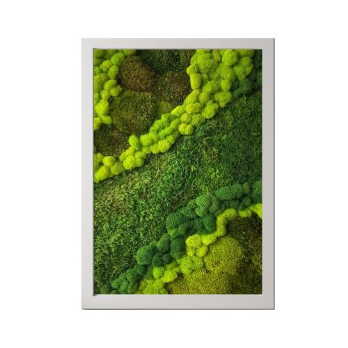 Cuadro Musgo Natural Sin Riego