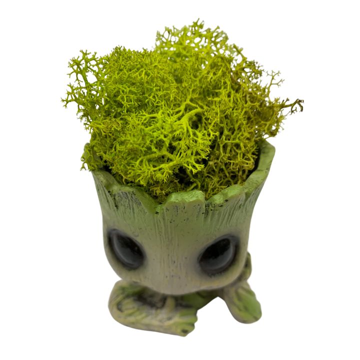 Groot con pelo de Musgo Natural, 8 años sin riego