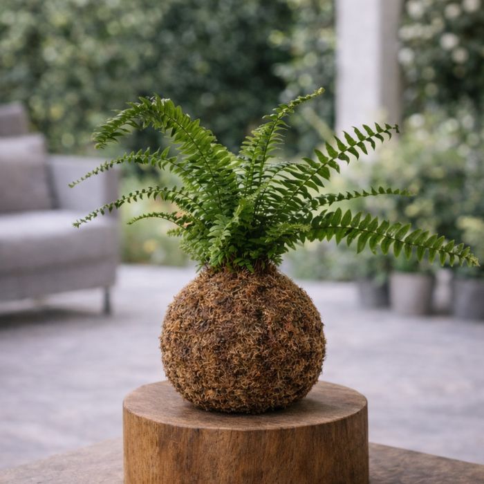 Helecho en kokedama