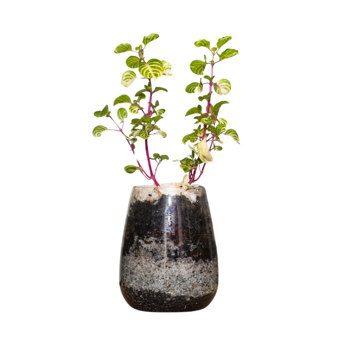 Terrario de Vidrio con Planta Iresine