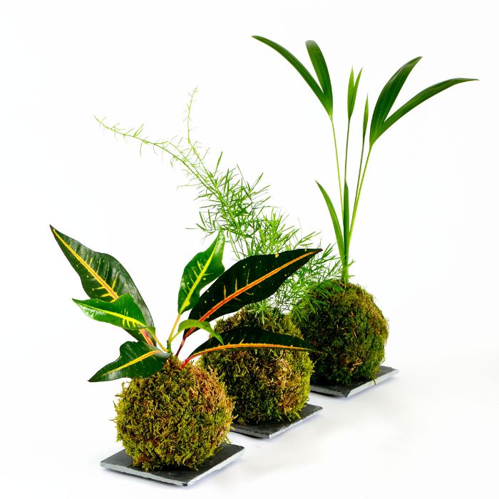 curso kokedama 4.jpg__PID:5d4ca3cc-0e20-4e76-b932-01dcda53b662