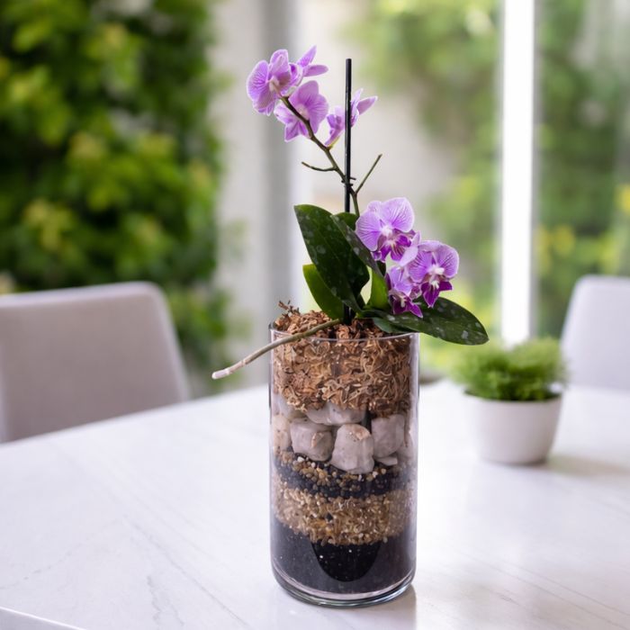 Orquídea jaspeada rosado y morado