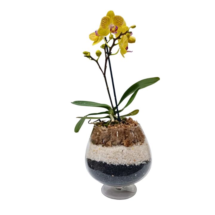 Orquídea en terrario amarilla