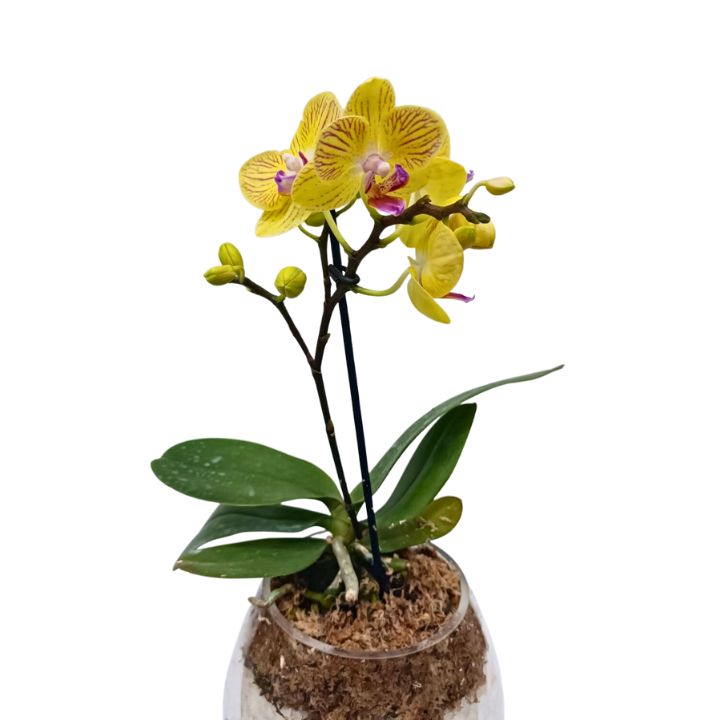 Orquídea en terrario amarilla