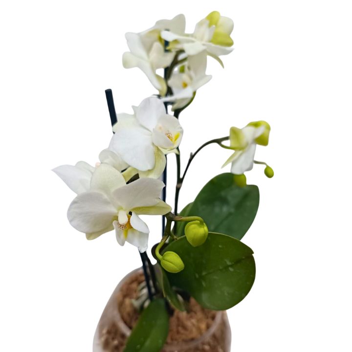Orquídea natural blanca
