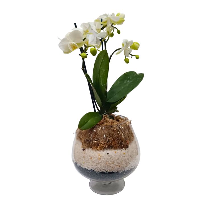 Orquídea natural blanca