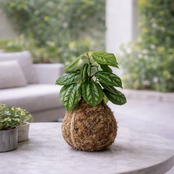 Pilea en kokedama