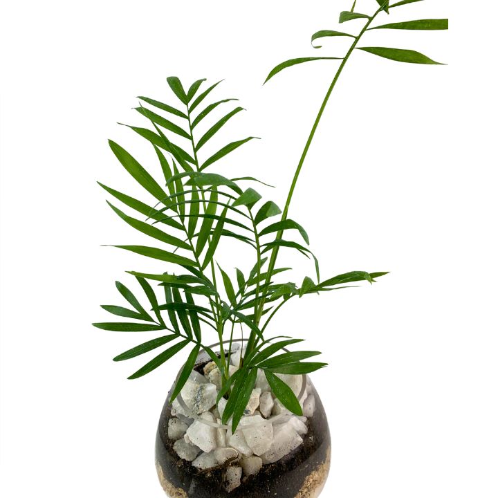 Chamadorea planta natural en terrario
