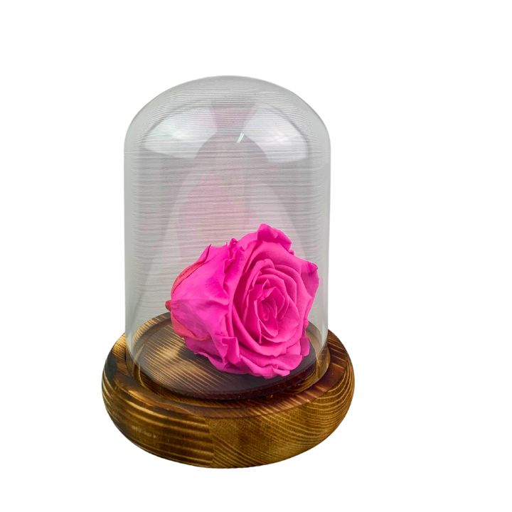 Rosa Eterna Fucsia, dura 5 años