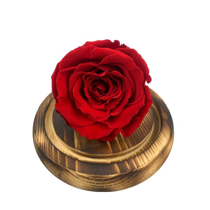 Rosa eterna Roja, dura 5 años