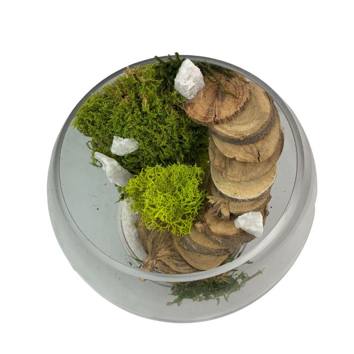 Terrario Musgo Natural sin riego, dura 8 años