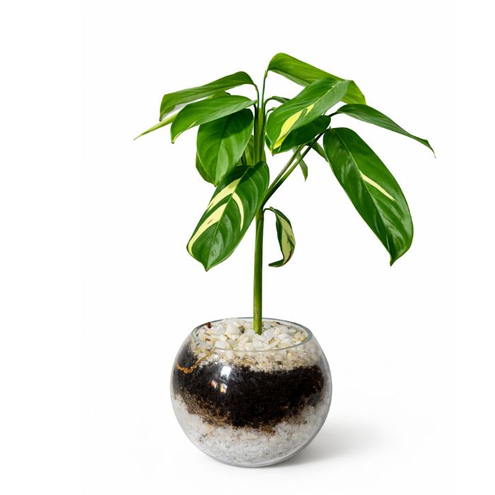 Amaranta en terrario de vidrio 🌿