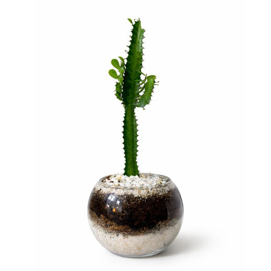 Cactus africano (Euphorbia trigona) en terrario 🌵