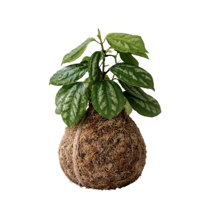 Pilea en kokedama