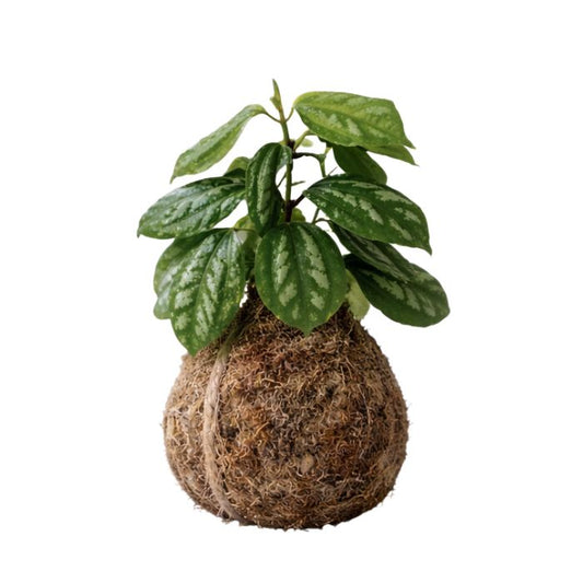 Pilea en kokedama