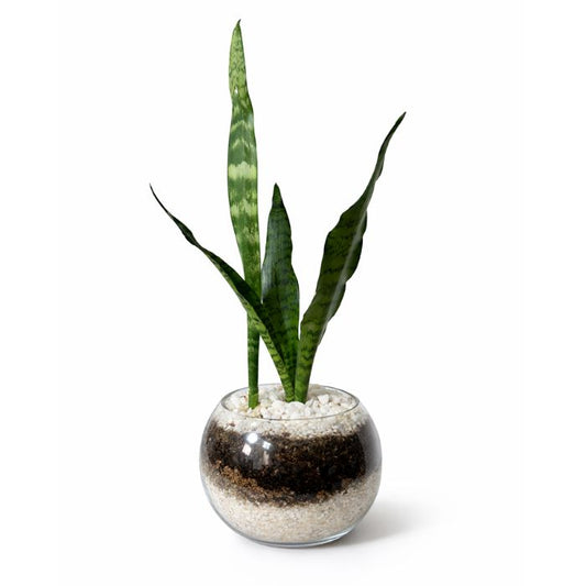 Sansevieria en terrario de vidrio 🌿