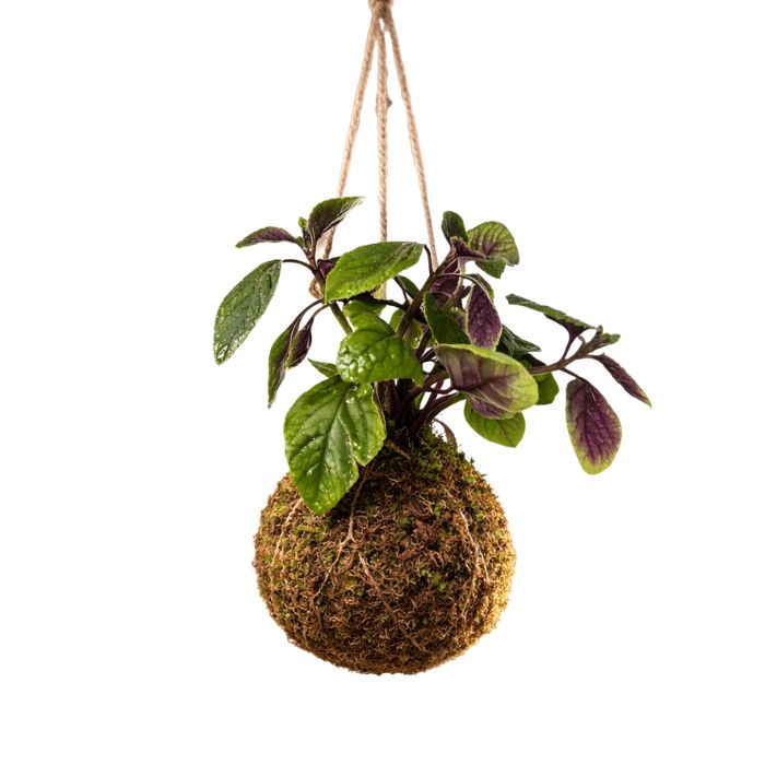 Dólar en kokedama