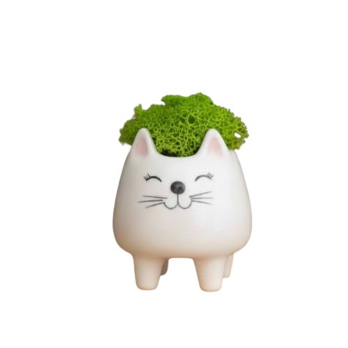 Gato con musgo natural sin riego