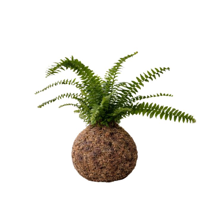 Helecho en kokedama