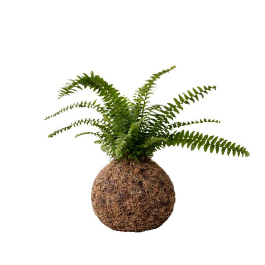Helecho en kokedama
