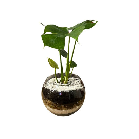 Monstera planta natural