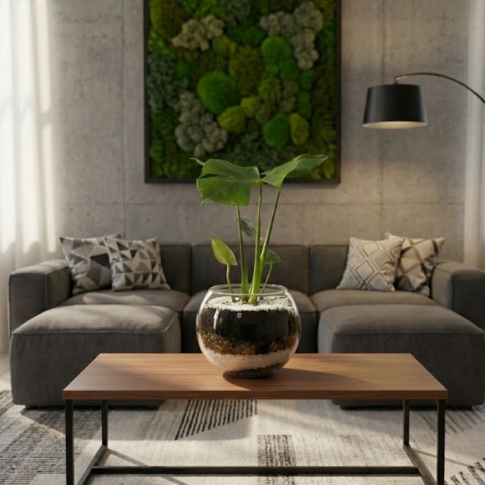 Monstera planta natural