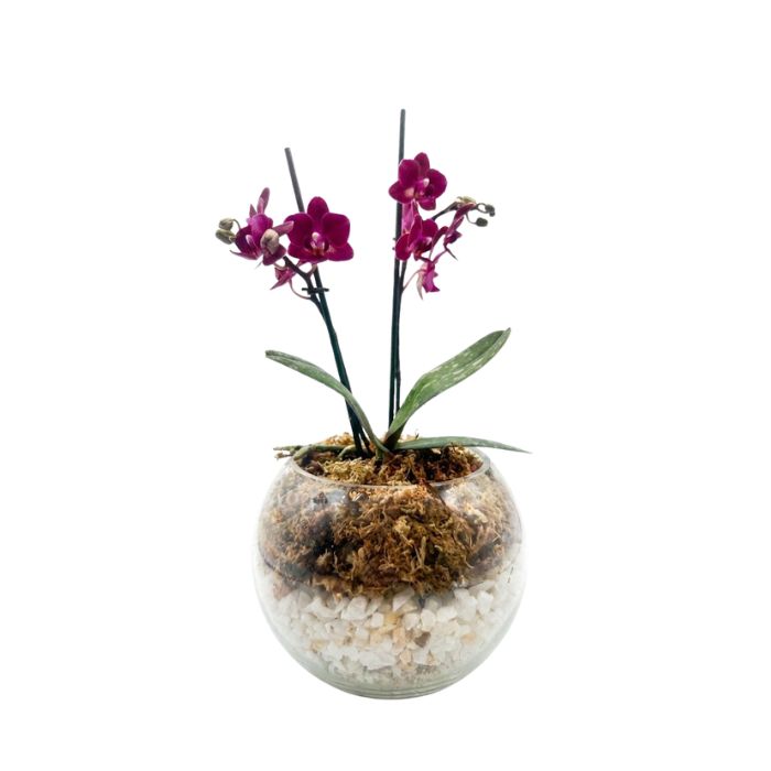 Orquídea natural morada