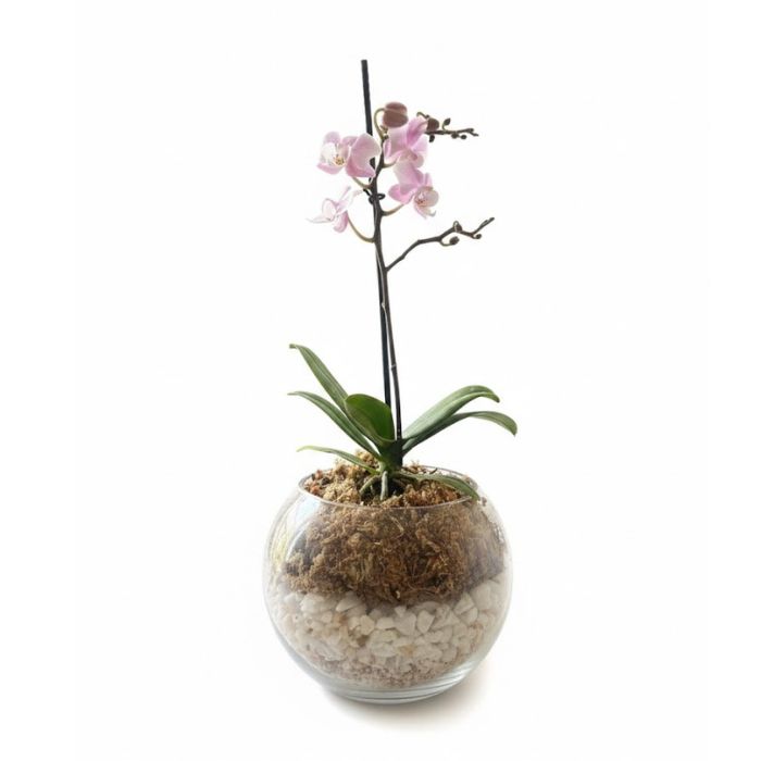 Orquídea Rosada