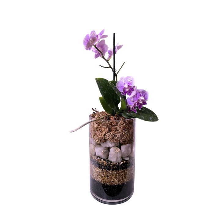 Orquídea jaspeada rosado y morado