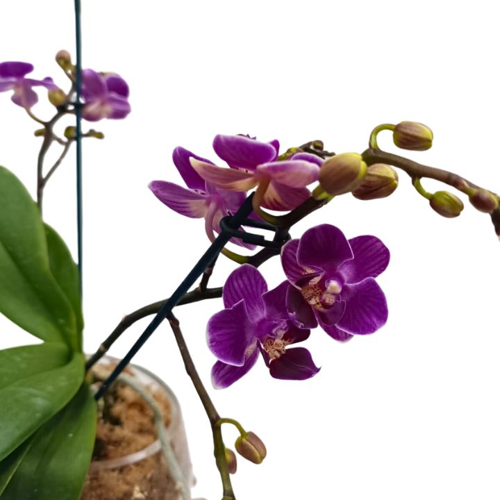 Orquídea natural morada