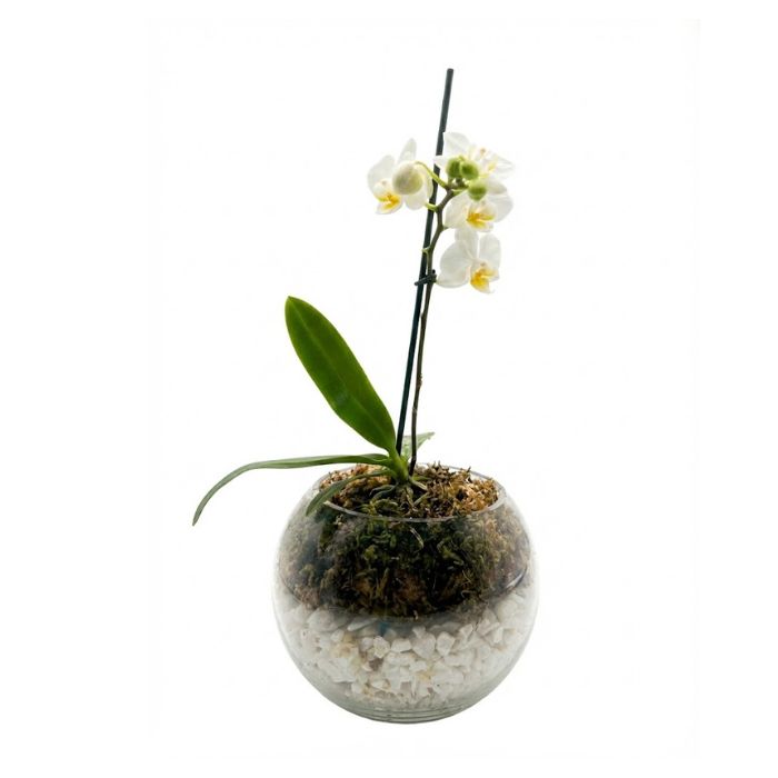 Orquídea natural blanca