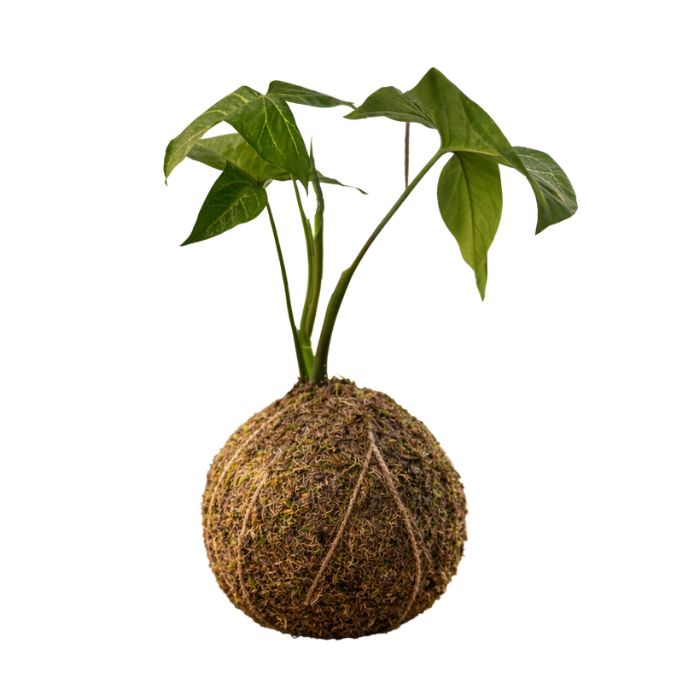 Syngonio kokedama planta natural