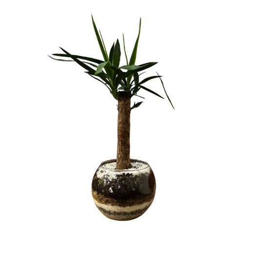 Yucca planta natural en terrario