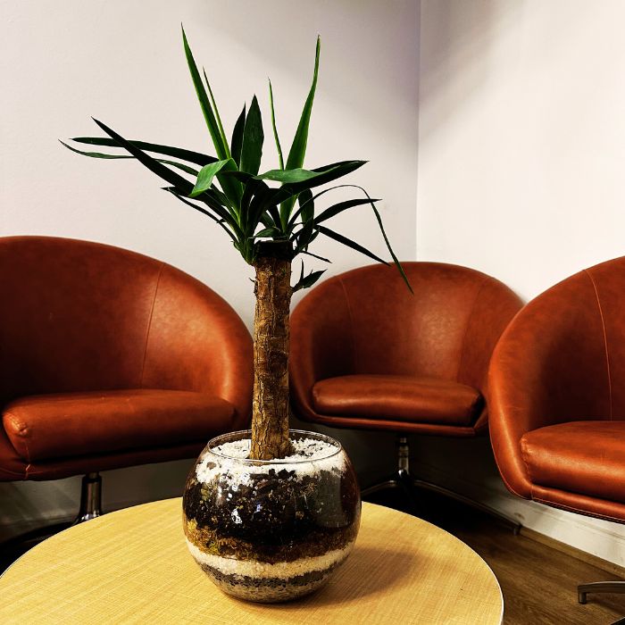 Yucca planta natural en terrario