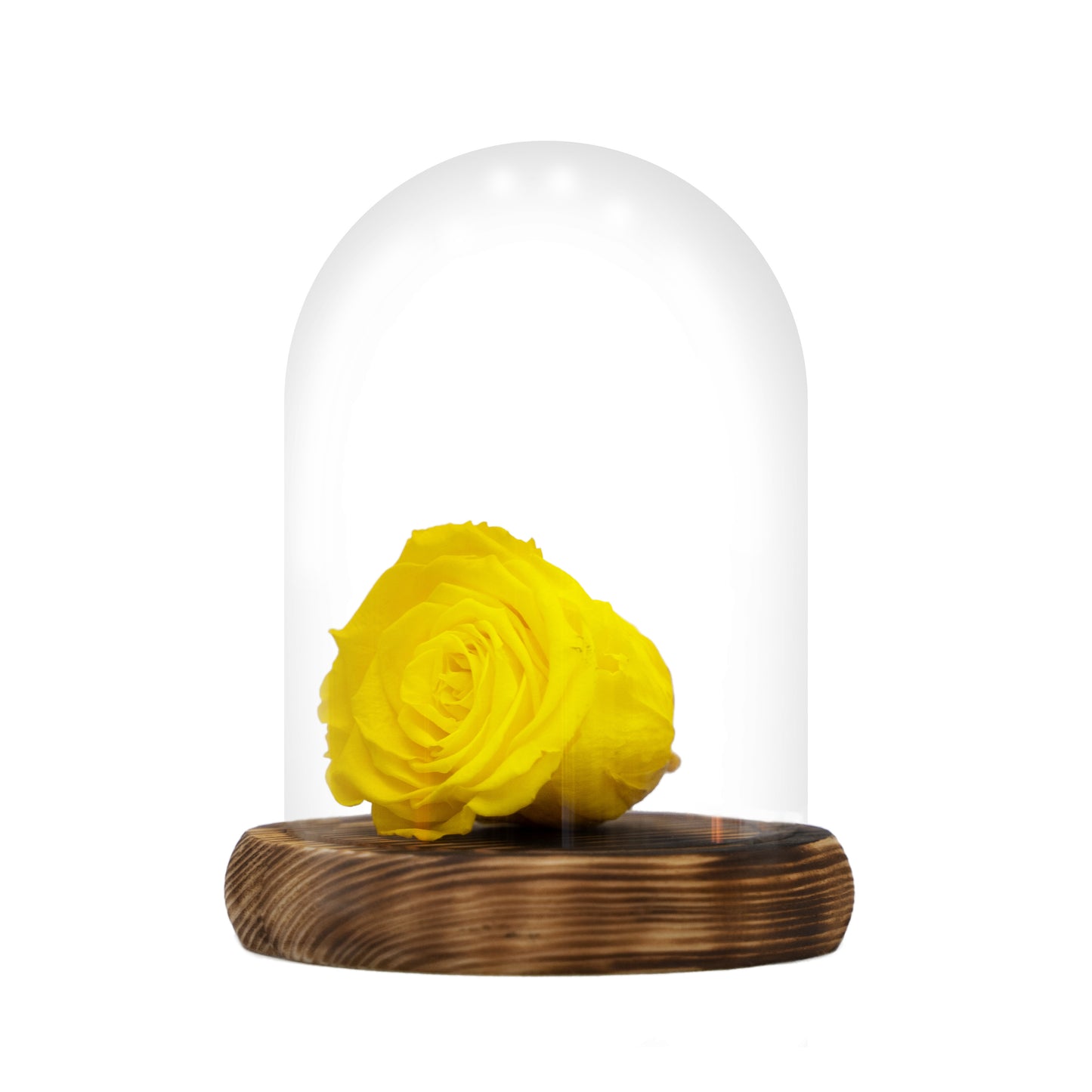 Rosa eterna amarilla, dura 5 años