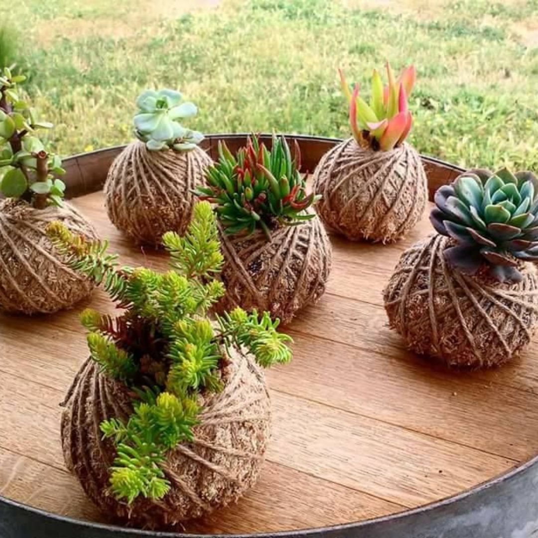 Pack Curso kokedama + Terrario