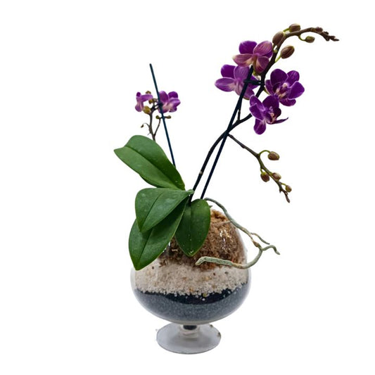 Orquídea natural morada