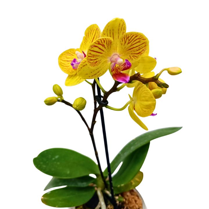 Orquídea en terrario amarilla