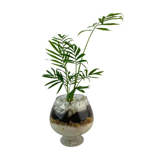 Chamadorea planta natural en terrario