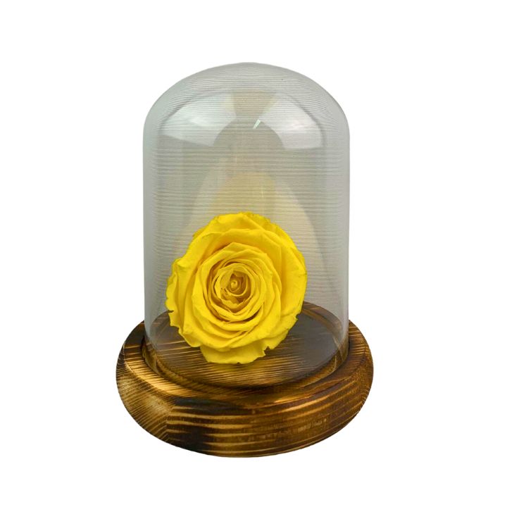 Rosa eterna amarilla, dura 5 años