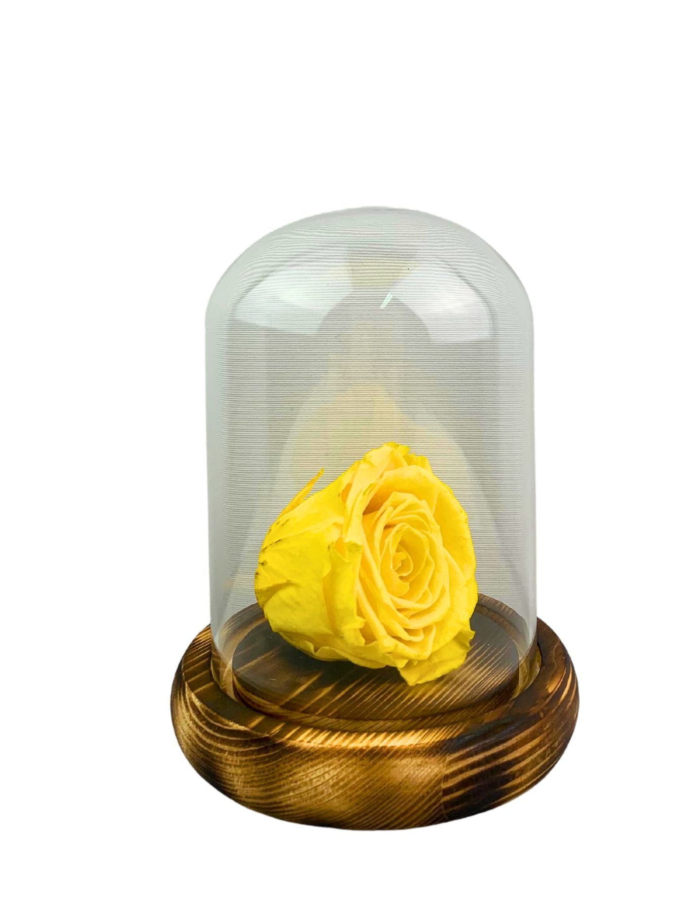 Rosa eterna amarilla, dura 5 años