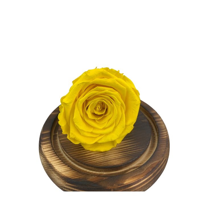 Rosa eterna amarilla, dura 5 años