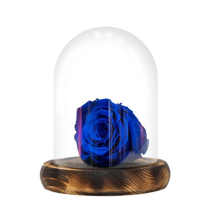 Rosa eterna azul, dura 5 años