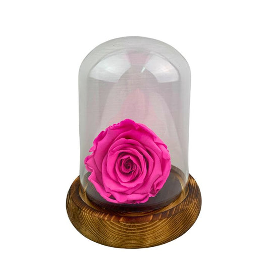Rosa Eterna Fucsia, dura 5 años