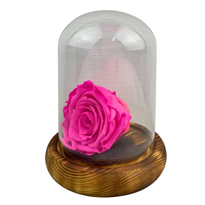Rosa Eterna Fucsia, dura 5 años