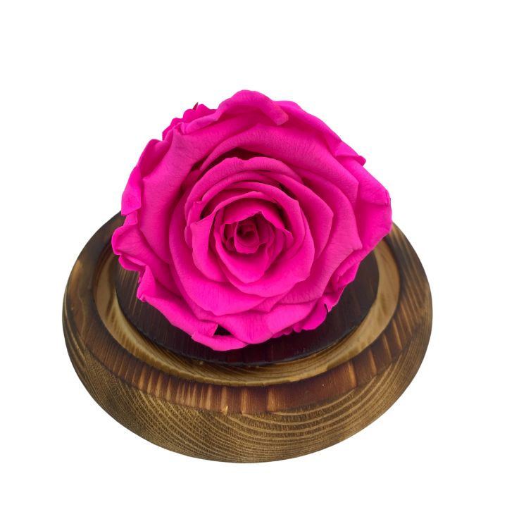 Rosa Eterna Fucsia, dura 5 años