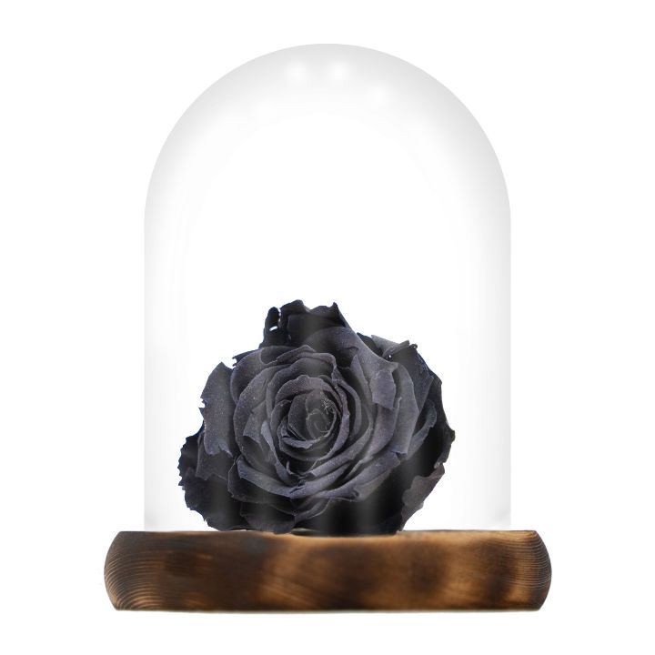 Rosa eterna negra, dura 5 años
