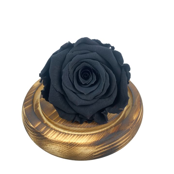Rosa eterna negra, dura 5 años