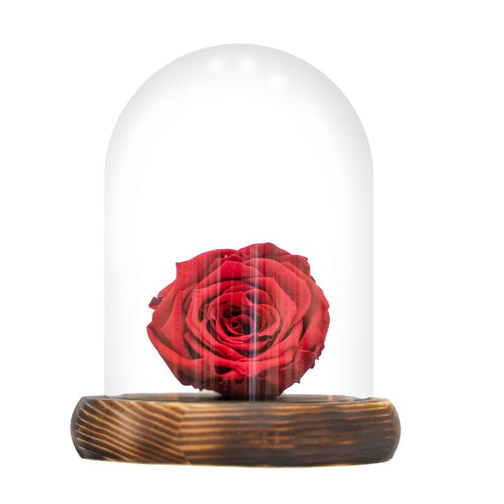 Rosa eterna Roja, dura 5 años